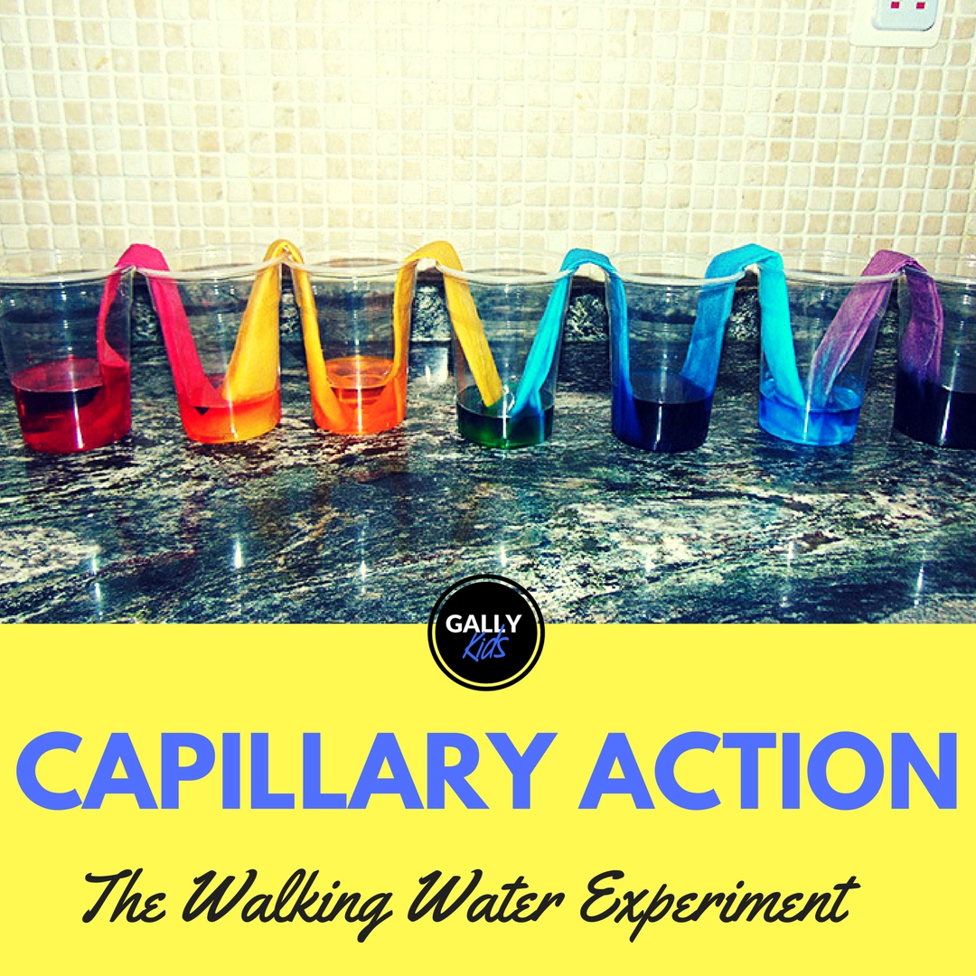 Teach capillary action to kids using this running water experiment with paper towels. You can use white flowers toos.